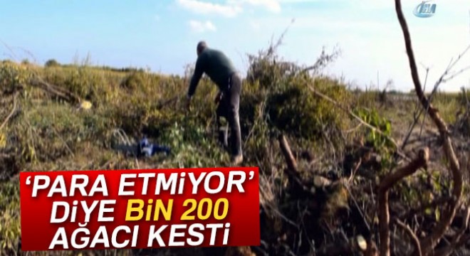  Para etmiyor  diye bin 200 nar ağacını kesti