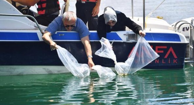 16 bin yavru sazan suyla buluştu