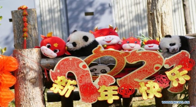 2020 yılında doğan 10 bebek panda, Çin yeni yılı için poz verdi