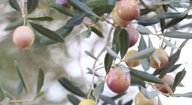 7. Milas Zeytin Hasat Şenliği coşkuyla geçti