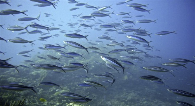 Bakan Yumaklı:  İstilacı balon balığı avcılığına desteklerimizi arttırdık 