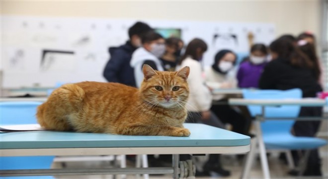 Bilgi Evi’nin en minnoş öğrencisi “Kekik”