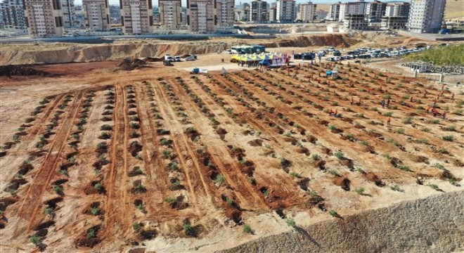 Büyükşehir, kent merkezini ağaçlarla donatıyor