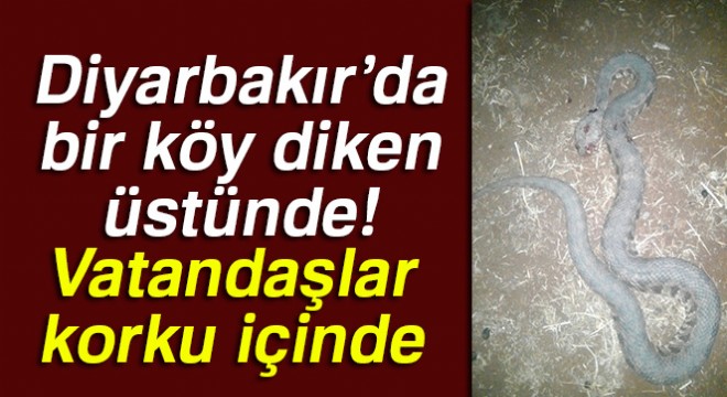 Diyarbakır’da bir köy diken üstünde