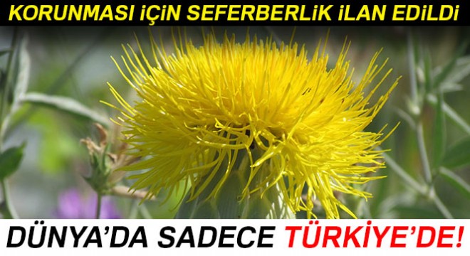 Dünyada sadece Kuşadası’nda yetişiyor, korunması için seferberlik ilan edildi