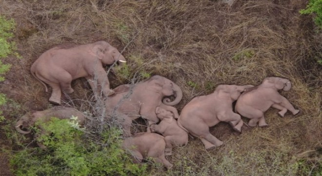 İki gün mola veren Asya filleri, seyahatlerine yeniden başladı