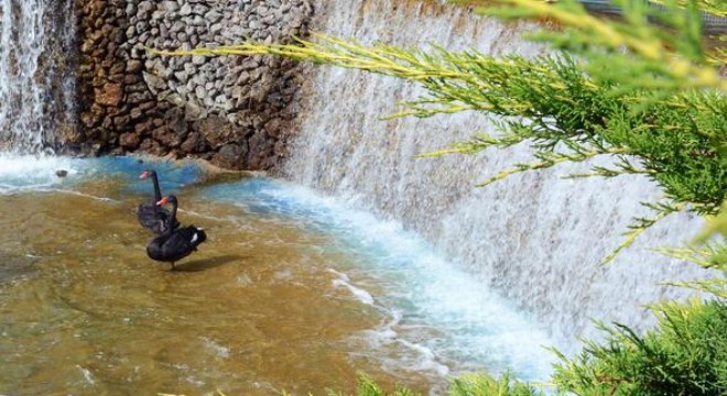 Keçiören’in kuğulu parkı