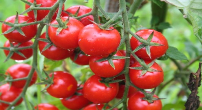 Rusya Türk domatesinin kotasını 250 bin tona çıkardı