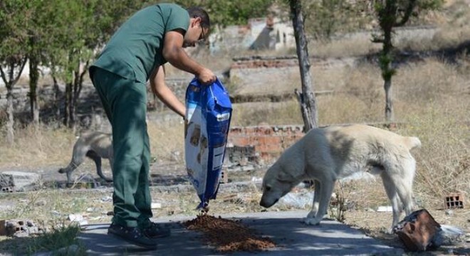 Sokak hayvanları sahipsiz değil