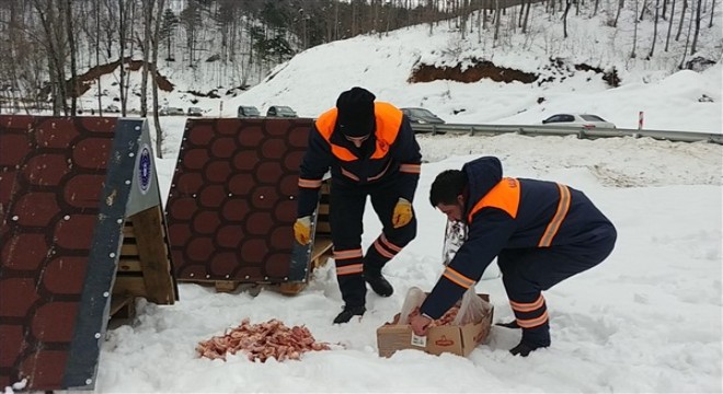 Sokak hayvanlarına Büyükşehir şefkati