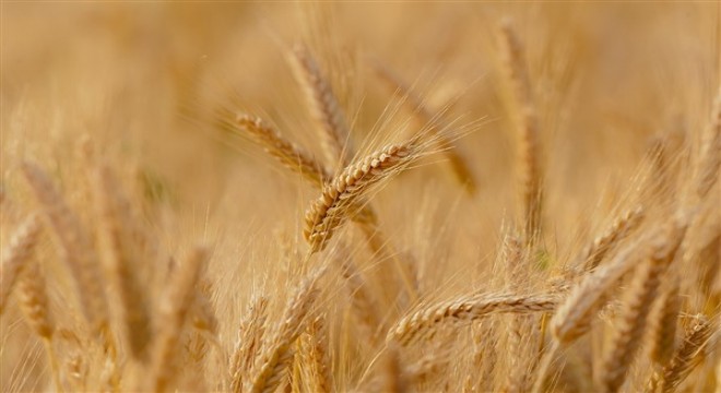 Tarımsal destekleme ödemeleri çiftçilerin hesaplarına aktarılıyor