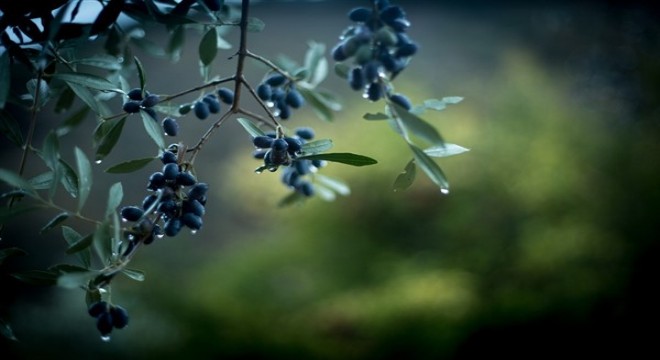 Zeytin üretimi yüzde 32 artacak