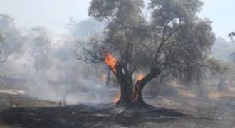 Hatay Dörtyol’daki Yangın Kısmen Kontrol Altında